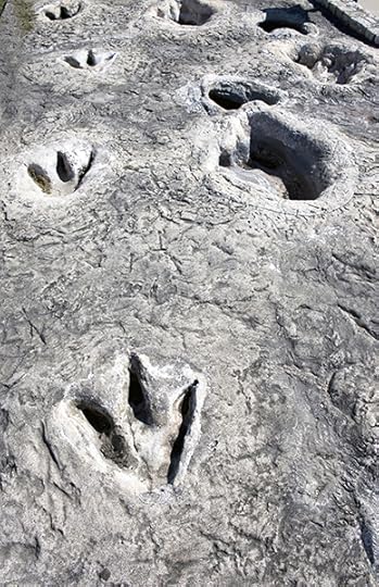 Photo of dinosaur valley state park in Glen Rose, Texas, showing fossilized dinosaur tracks. You can learn more about dinosaurs and sea creatures in Texas!