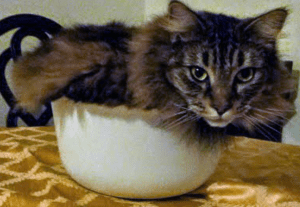 cat in bowl