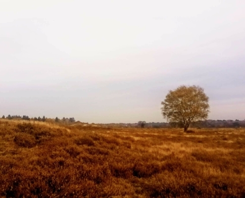 Wandeling op de vrijdagmiddag