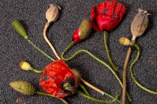 poppy-1524932_1280