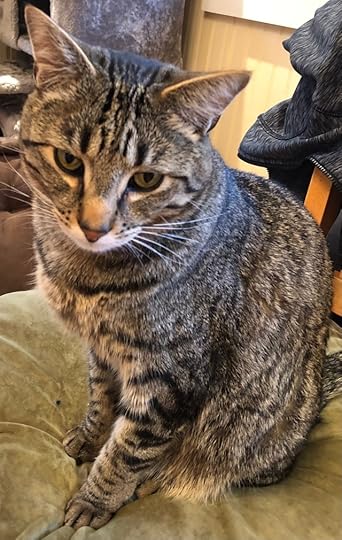 Large tabby cat sitting upright on a brown cushion looking sweet and sad and soulful (but you can just tell he's laying on thick).