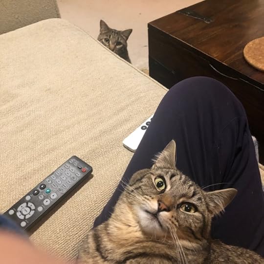 Demonic-looking small tabby cat on a woman's lap trying to see through the back of his head to another tabby sitting on the floor staring at the other cat in what could either be envy or threat