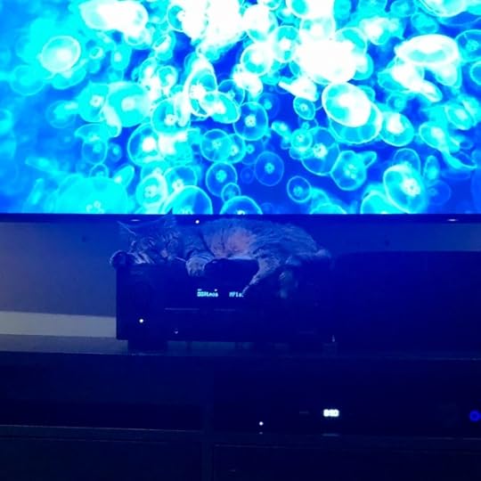 Photo of a TV screen and, below, a cat on an audio receiver, all in cool blue tones. The screen is showing deep sea jellyfish; the cat is oblivious: he's asleep.