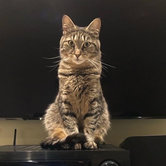A poised and alert tabby cat with perfectly curved whiskers sitting before a blank TV screen on an audio receiver with his tail curled precisely around his paws, looking quizzically into the camera