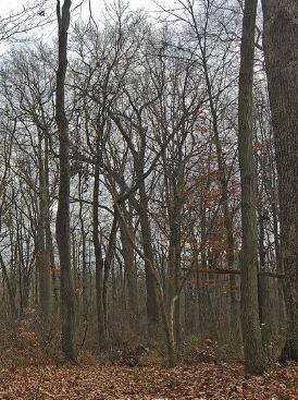 bare trees 2