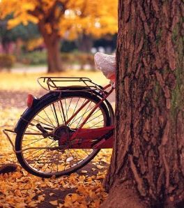 old red bike 2