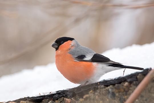Eurasian bullfinch, Pyrrhula pyrrhula (1510329) | Animals | Design Bundles
