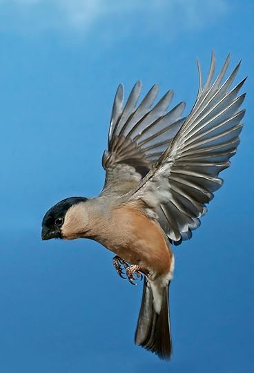 Dompfaff Weibchen | Dompfaff, Vögel, Weibchen