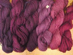 Image result for cochineal for dyeing wool