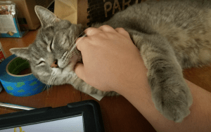 photo cat being petted