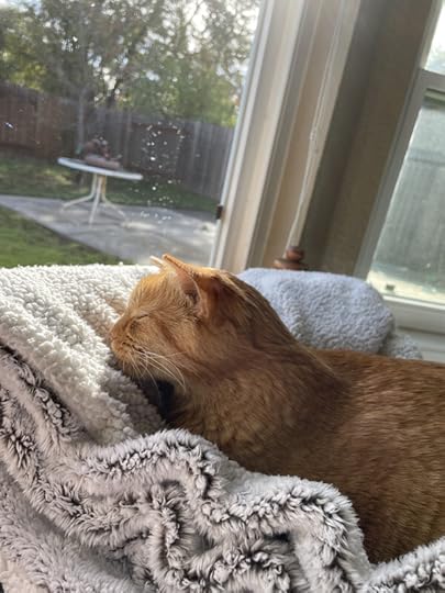 42047-D44-2815-49-E9-B32-D-1-D6-BF5221-D5-E