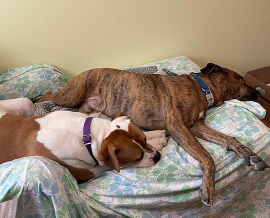 two large dogs--one brindled, the other white & liver--are sleeping on a chaise covered with a wrinkled floral sheet