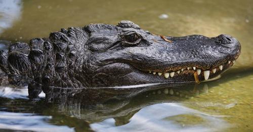 Homeowner captures an alligator to bring home and show his kids, Texas officials say