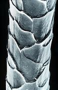 Image result for magnification of wool fibers