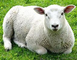Image result for sheep breed pictures