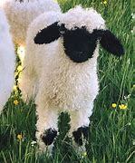 Image result for Most Common Sheep Breeds