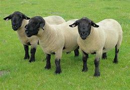 Image result for Most Common Sheep Breeds