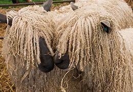 Image result for Wool Sheep Breeds
