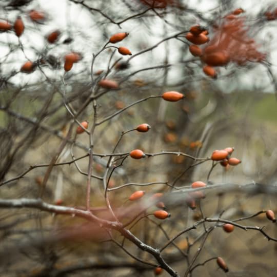 For centuries people have been infusing white vinegar with rose hips to add flavor and a boost of vitamin C. And here's an easy recipe.