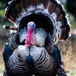wild turkey