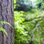 bark forest tree tree trunk