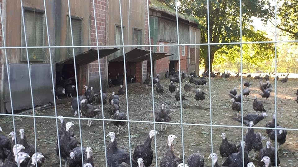 Turkey farm