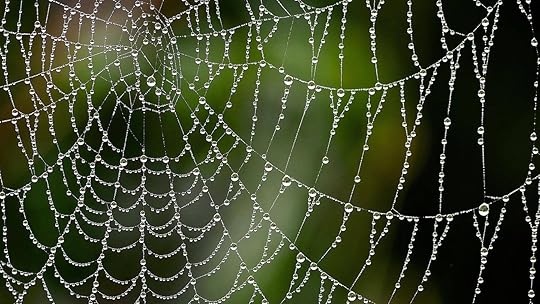 Today’s nature closeup