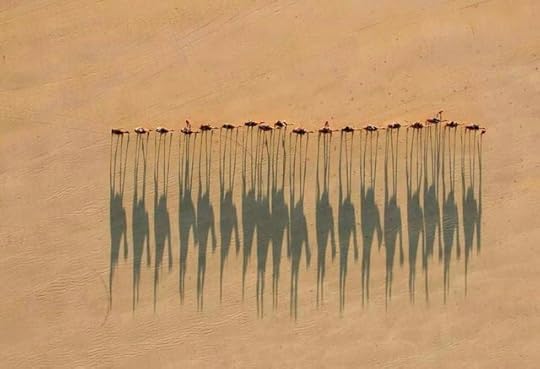 Caravan-crossing-the-Sahara-Desert