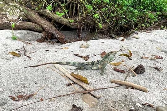 Wildlife Playa Mantas