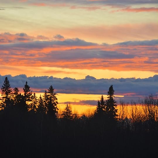 Colourful clouds at sunrise behind tall spruce trees