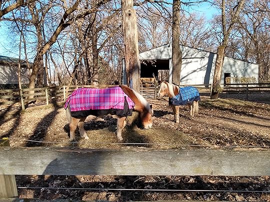 New blankets on Haflinger ponies