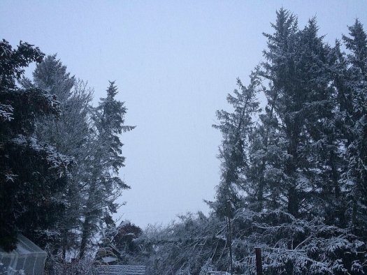 trees fall in a winter wonderland