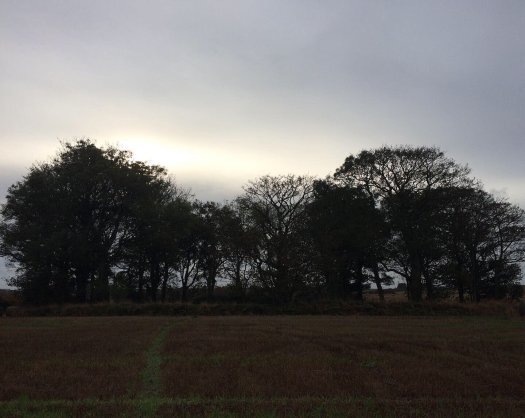 trees at Berrybrae