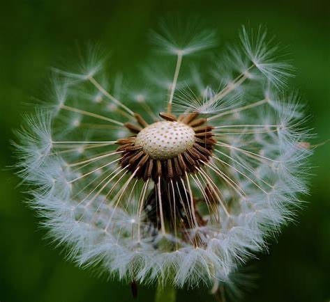 Today’s nature closeup