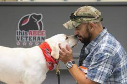 Dog This able veteran