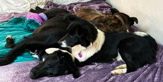 Riley, Sophie, and Bear, on my bed
