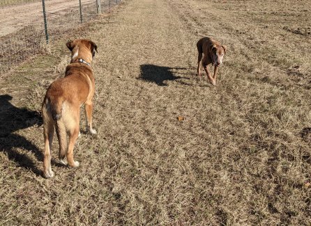 Sadie and her puppy Jan 2020 for newsletter_smaller size