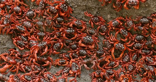 Crab Migration