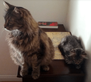 cat looking into distance