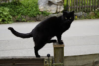 Panzer says, You decide which to enter.