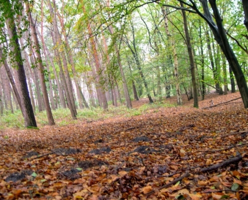Maandagmiddag Wandeling