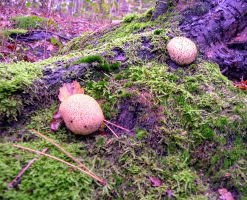Maandagmiddag Wandeling