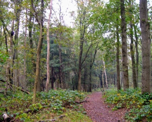 Maandagmiddag Wandeling