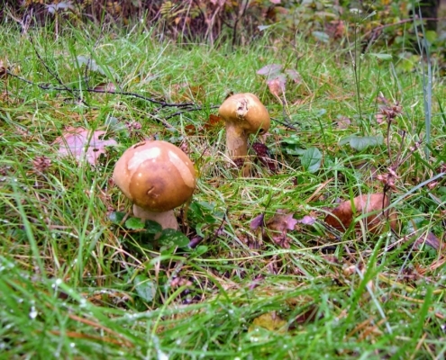 Maandagmiddag Wandeling