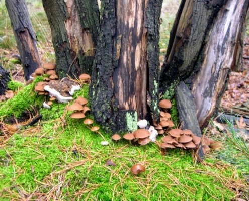 Maandagmiddag Wandeling