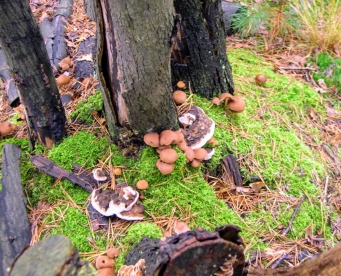 Maandagmiddag Wandeling