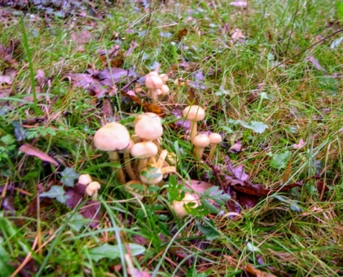Maandagmiddag Wandeling