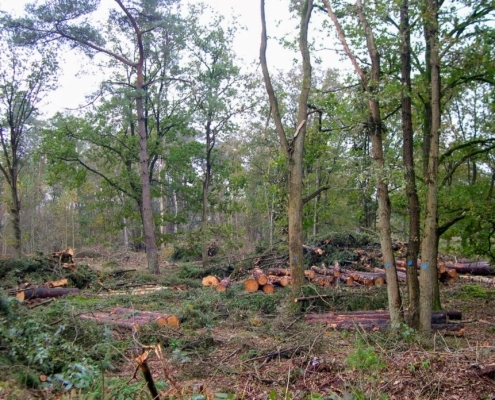 Maandagmiddag Wandeling