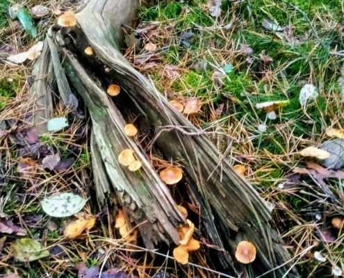 Zondagmiddag Wandeling op Laapersveld