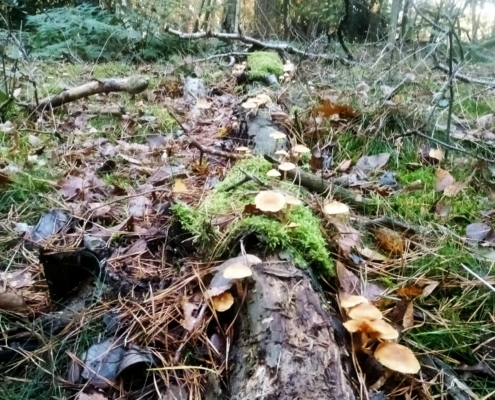 Zondagmiddag Wandeling op Laapersveld